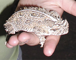 Texas Horned Lizard had deformed horns