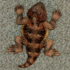 Short-Horned Hand-Painted Scatter Pins