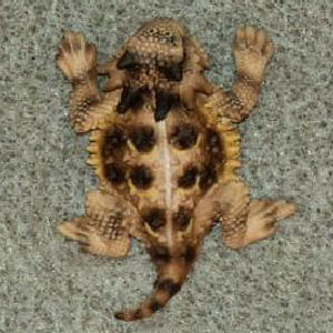 Texas Hand-Painted Scatter Pins